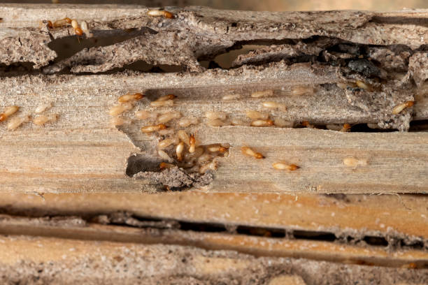 Best Exterminator Services  in Sorgho, KY